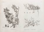 Botanique. 1. Balanites ægyptiaca; 2. Fagonia glutinosa; 3. Fagonia latifolia.