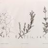 Botanique. 1. Gypsophila rokejeka; 2. Silene succulenta; 3. Silene rubella.