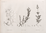 Botanique. 1. Gypsophila rokejeka; 2. Silene succulenta; 3. Silene rubella.
