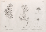 Botanique. 1. Euphorbia calendulæfolia; 2. Euphorbia alexandrina; 3. Euphorbia punctata; 4. Euphorbia parvula.