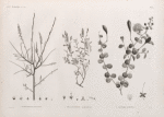 Botanique. 1. Ochradenus baccatus; 2. Helianthemum kahiricum; 3. Capparis ægyptia.