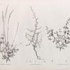 Botanique. 1. Lavandula stricta; 2. Linaria ægyptiaca; 3. Capraria dissecta.