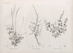 Botanique. 1. Lavandula stricta; 2. Linaria ægyptiaca; 3. Capraria dissecta.