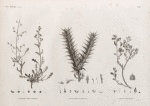 Botanique. 1.1'. Scrophularia deserti; 2. Acanthodium spicatum; 3. Sinapis philæana.