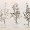 Botanique. 1. Erucaria crassifolia; 2. Cochlearia nilotica; 3. Buchnera hermonthica.