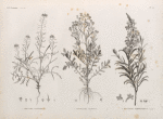 Botanique. 1. Erucaria crassifolia; 2. Cochlearia nilotica; 3. Buchnera hermonthica.
