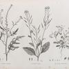 Botanique. 1. Sinapis allionii; 2. Hesperis acris; 3. Lunaria parviflora.