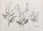 Botanique. 1. Sinapis allionii; 2. Hesperis acris; 3. Lunaria parviflora.