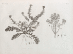 Botanique. 1. Raphanus recurvatus; 2. Cleome droserifolia.