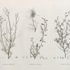 Botanique. 1. Spartium thebaicum; 2.2'. Indigofera paucifolia; 3. Psoralea plicata.