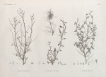 Botanique. 1. Spartium thebaicum; 2.2'. Indigofera paucifolia; 3. Psoralea plicata.