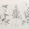 Botanique. 1. Dolichos nilotica; 2. Trigonella anguina; 3. Dolichos memnonia.