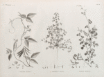 Botanique. 1. Dolichos nilotica; 2. Trigonella anguina; 3. Dolichos memnonia.