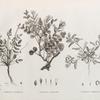 Botanique. 1. Hedysarum ptolemaicum; 2. Astragalus longiflorus; 3. Astragalus mareoticus.