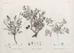 Botanique. 1. Hedysarum ptolemaicum; 2. Astragalus longiflorus; 3. Astragalus mareoticus.