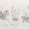 Botanique. 1. Dorycnium argenteum; 2. Picris sulphurea; 3. Picrus lyrata.