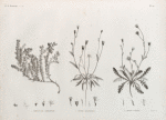 Botanique. 1. Dorycnium argenteum; 2. Picris sulphurea; 3. Picrus lyrata.