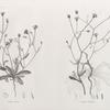 Botanique. 1. Picris pilosa; 2. Picris altissima.