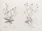 Botanique. 1. Picris pilosa; 2. Picris altissima.