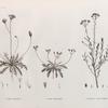 Botanique. 1. Crepis hispidula; 2. Crepis senecioides; 3. Santolina fragrantissima.
