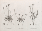 Botanique. 1. Crepis hispidula; 2. Crepis senecioides; 3. Santolina fragrantissima.