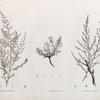 Botanique. 1. Artemisia monosperma; 2. Artemisia inculta; 3. Artemisia judaica.