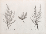 Botanique. 1. Artemisia monosperma; 2. Artemisia inculta; 3. Artemisia judaica.