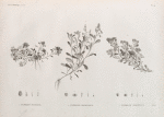 Botanique. 1. Gnaphalium pulvinatum; 2. Gnaphalium spathulatum; 3. Gnaphalium crispatulum.