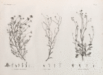 Botanique. 1. Anthemis melampodina; 2. Inula crispa; 3. Senecio belbeysius.