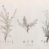 Botanique. 1. Inula undulata; 2. Chrysocoma candicans; 3. Chrysocoma spinosa.