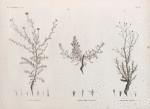 Botanique. 1. Inula undulata; 2. Chrysocoma candicans; 3. Chrysocoma spinosa.