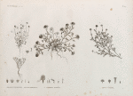 Botanique. 1. Balsamita tridentata; 2. Filago mareotica; 3. Anthemis indurata; 4. Cotula cinerea.