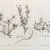 Botanique. 1. Carthamus mareoticus;  2.2'. Buphthalmum pratense; 3. Anacyclus alexandrinus.