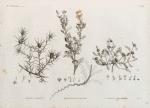 Botanique. 1. Carthamus mareoticus;  2.2'. Buphthalmum pratense; 3. Anacyclus alexandrinus.