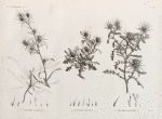 Botanique. 1. Centaurea pallescens; 2. Centaurea ægyptiaca; 3. Centaurea alexandrina.