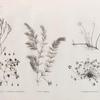 Botanique. 1. Nayas muricata; 2. Parietaria alsinefolia; 3. Nayas graminea; 4.4'. Marsilea ægyptiaca.