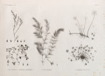Botanique. 1. Nayas muricata; 2. Parietaria alsinefolia; 3. Nayas graminea; 4.4'. Marsilea ægyptiaca.