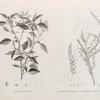 Botanique. 1. Croton oblongifolium; 2. Menispermum leæba, femina; 3. Menispermum leæba, masc.