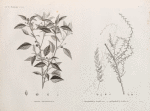 Botanique. 1. Croton oblongifolium; 2. Menispermum leæba, femina; 3. Menispermum leæba, masc.