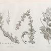 Botanique. 1.1'. Atriplex coriacea; 2. Acacia seyal; 3. Acacia albida.