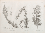 Botanique. 1.1'. Atriplex coriacea; 2. Acacia seyal; 3. Acacia albida.