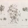 Botanique. 1. Adonis dentata; 2-4. Parmelia maciformis; 5. Galega apollinea; 6. Zostera bullata; 7. Gymnostomum niloticum.