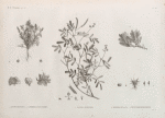 Botanique. 1. Adonis dentata; 2-4. Parmelia maciformis; 5. Galega apollinea; 6. Zostera bullata; 7. Gymnostomum niloticum.