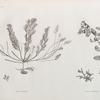 Botanique. 1. Fucus trinodis; 2.2'. Fucus latifolius.