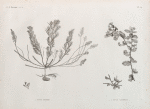 Botanique. 1. Fucus trinodis; 2.2'. Fucus latifolius.