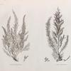 Botanique. 1. Fucus antennulatus; 2. Fucus denticulatus.