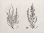 Botanique. 1. Fucus antennulatus; 2. Fucus denticulatus.