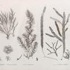 Botanique. 1. Fucus nayadiformis; 2. Dictyota implexa; 3. Fucus tetragonus; 4-7. Caulerpa prolifera.