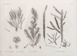 Botanique. 1. Fucus nayadiformis; 2. Dictyota implexa; 3. Fucus tetragonus; 4-7. Caulerpa prolifera.