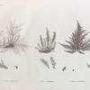 Botanique. 1. Fucus spinulosus; 2. Fucus taxiformis; 3. Fucus cyanospermus.